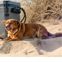 Coleman Kühlboxen Und Kühltaschen^CONVOY 28QT - Kühlbox