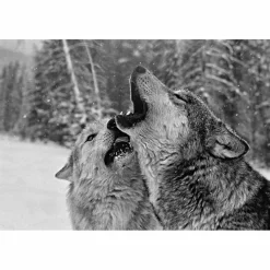 New DAS GEHEIME WISSEN DER WÖLFE - Sachbuch Tiere, Pflanzen Und Garten