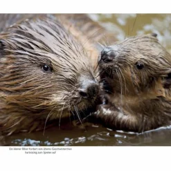 Tiere, Pflanzen Und Garten^GESTATTEN: BIBER - Sachbuch