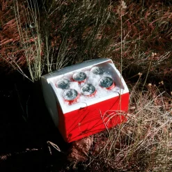 IGLOO Kühlboxen Und Kühltaschen^PLAYMATE PAL PASSIVE COOLER - Kühlbox