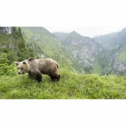 Bildbände^URSUS BRENTA - DIE RÜCKKEHR DER BÄREN IN DIE ALPEN - Bildband