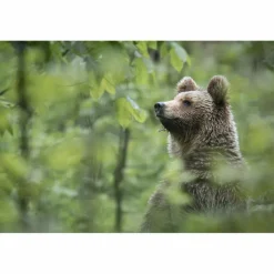 Bildbände^URSUS BRENTA - DIE RÜCKKEHR DER BÄREN IN DIE ALPEN - Bildband