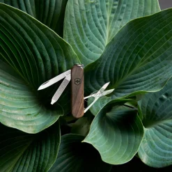 Victorinox Schweizer Messer^CLASSIC SD WOOD BLISTER - Schweizer Taschenmesser